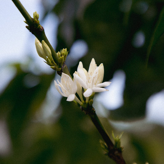 Guatemala, Finca El Mirador