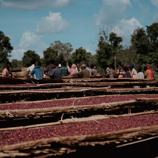 *Reserve List* Ethiopia, Arsosala