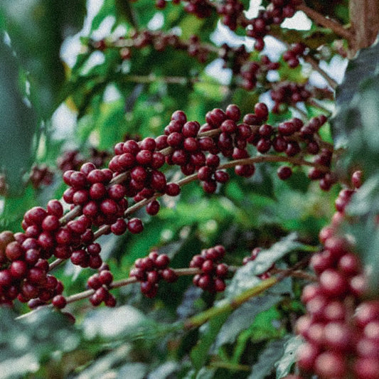 El Salvador, Finca El Gobiado
