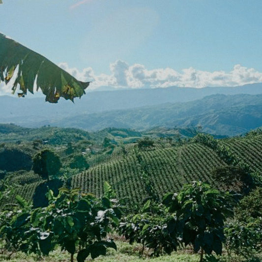 *Reserve List* Colombia, Hacienda La Palerma, Natural Process Microlot