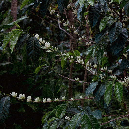 Ethiopia, Guji Deri