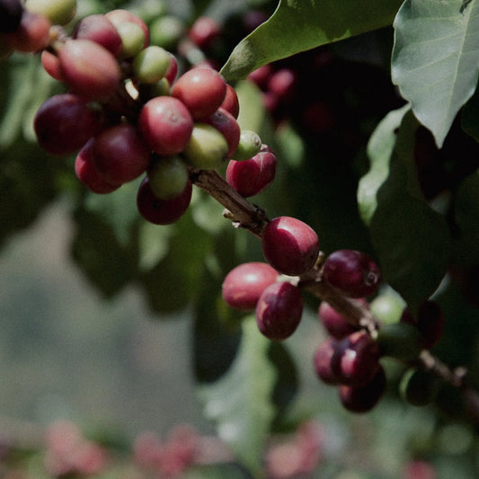 Ethiopia, Hambela