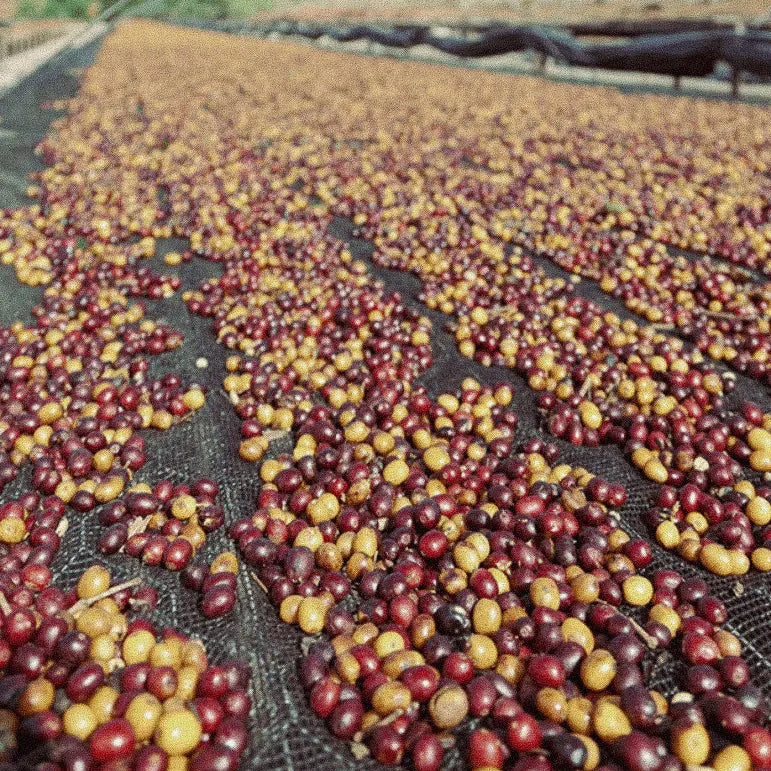*Reserve List* Brazil, Alma Di Monti Premier Cru B66 Microlot