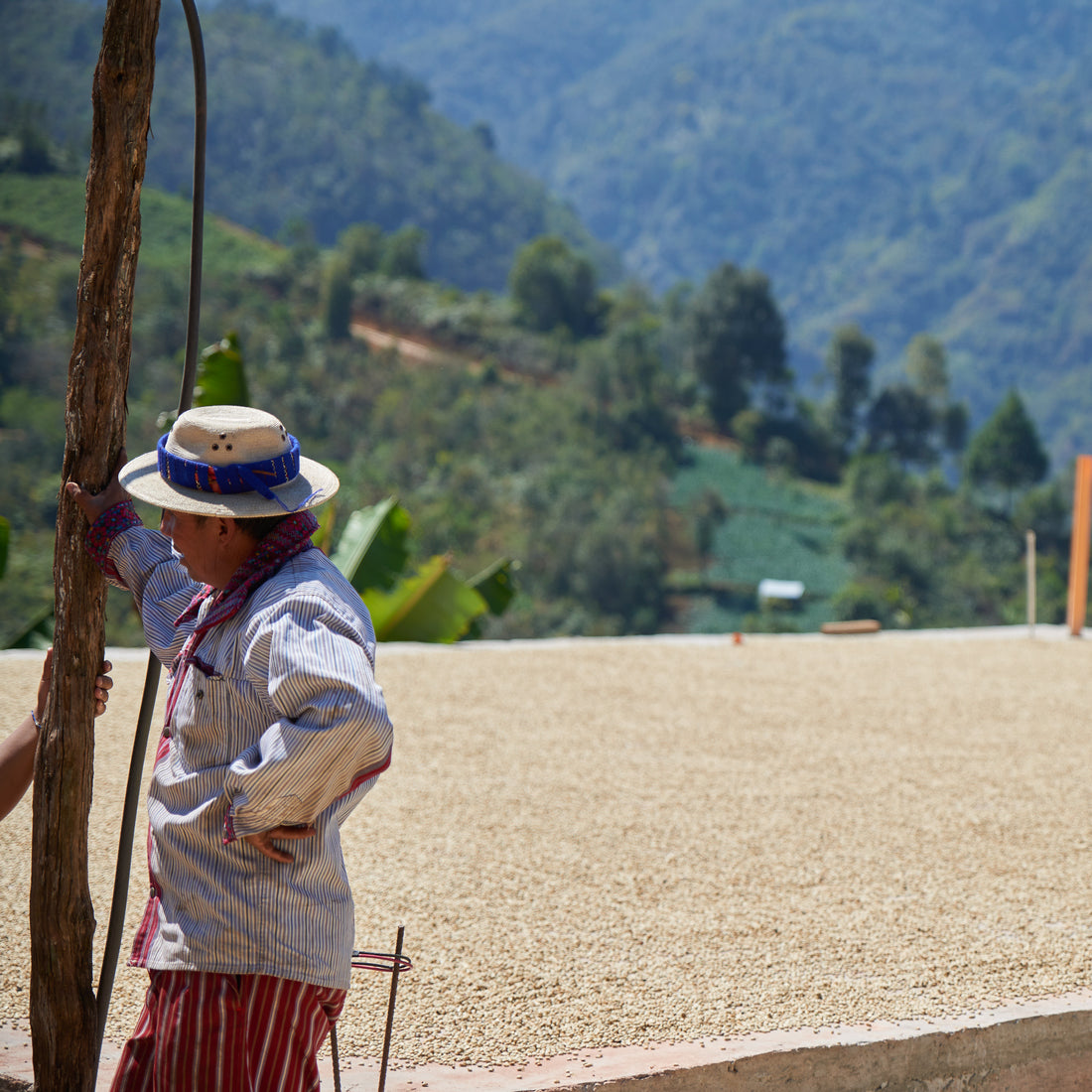 Special Release - Guatemala, Fincas Las Rosas Gesha