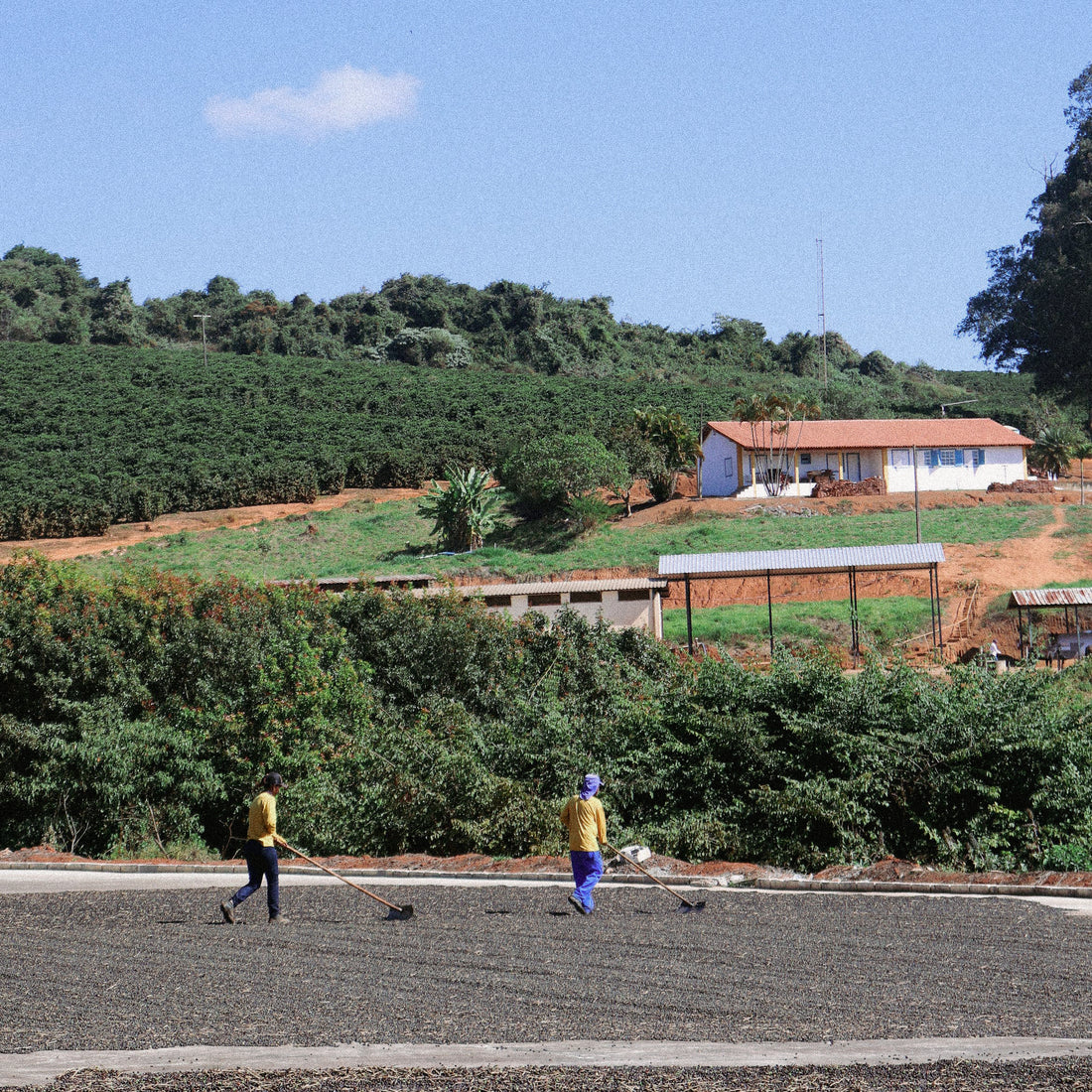Reserve List - Brazil, Fazenda Do Cruzeiro