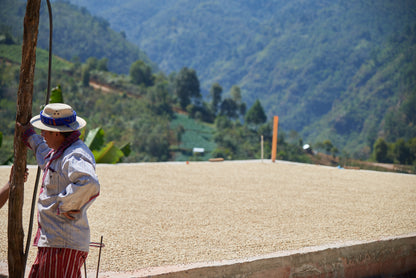 *Special Release* Guatemala, Finca Las Rosas Gesha - Espresso Roast