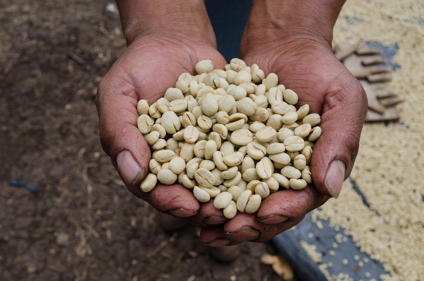 *Special Release* Guatemala, Finca Las Rosas Gesha - Espresso Roast