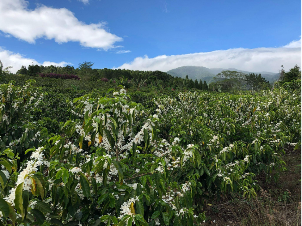 Special Release, Costa Rica, Finca Volcán Azul - Filter Roast