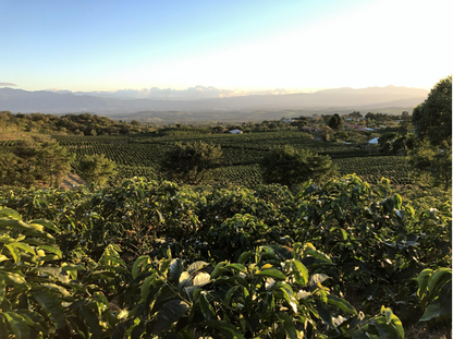 Special Release, Costa Rica, Finca Volcán Azul - Espresso Roast